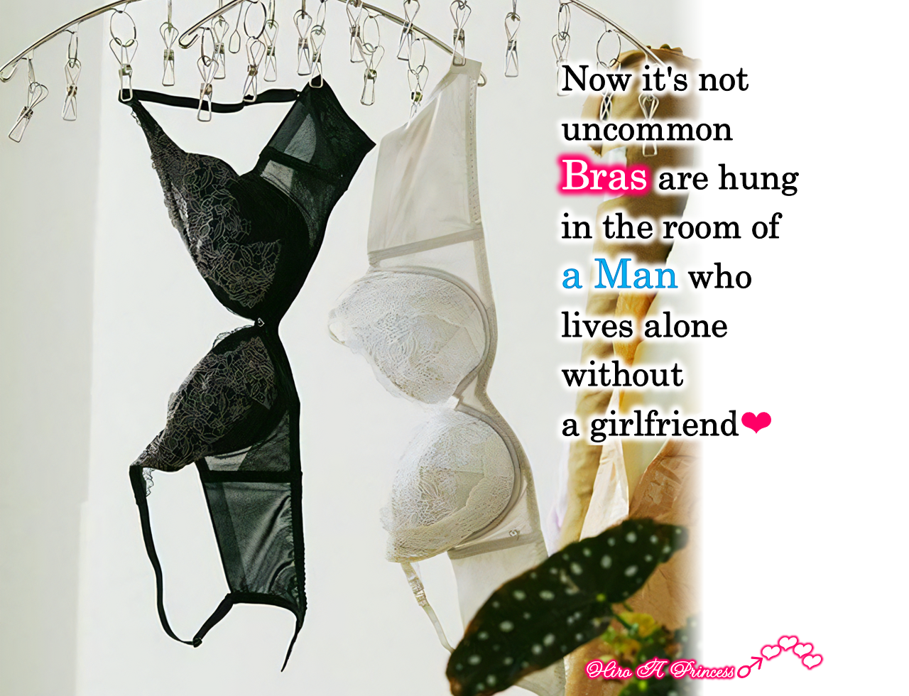 Bras are hung in the room of a Man who lives alone without a girlfriend E
